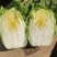 白菜云南精品大白菜大量上市需要联系质量保证