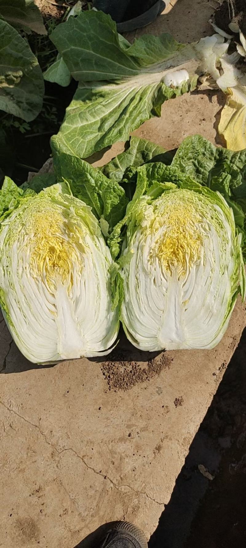 白菜云南精品大白菜大量上市需要联系质量保证