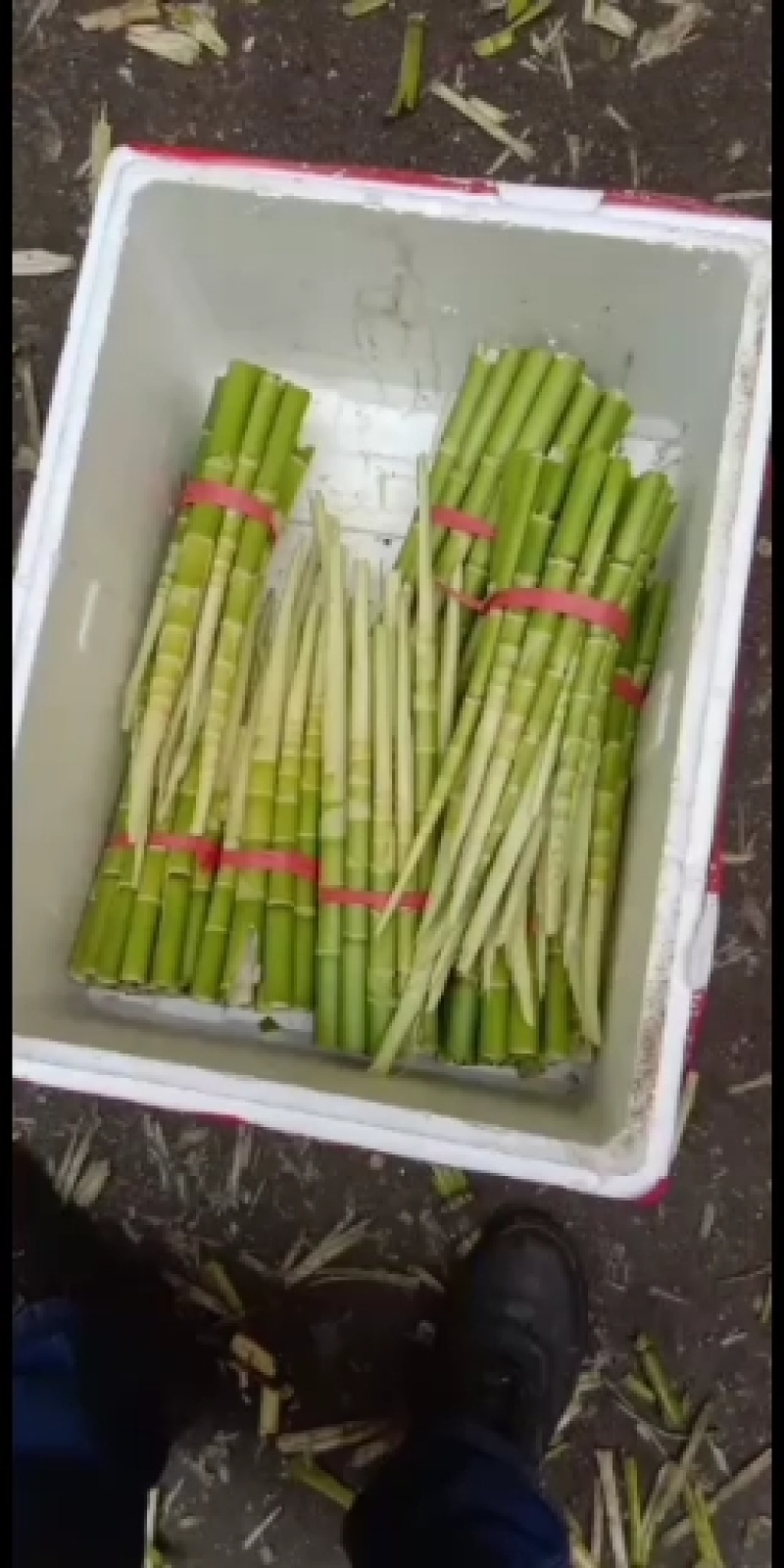 小竹笋带壳，是大家餐桌上的选择。。。。。。。