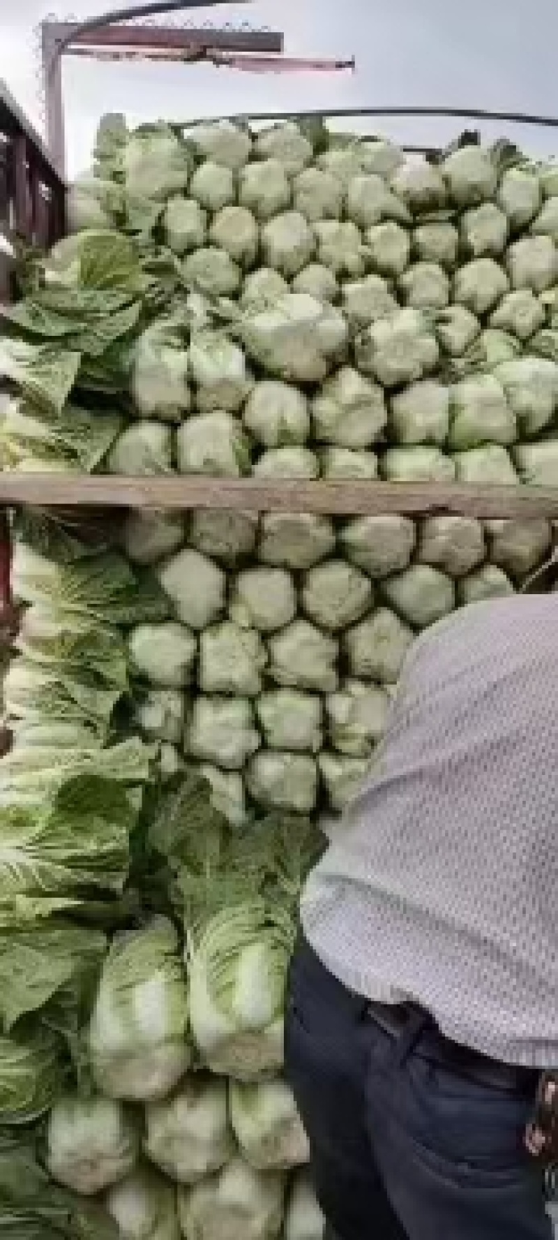 白菜云南精品大白菜大量上市需要联系质量保证