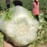 白菜云南精品大白菜大量上市需要联系质量保证