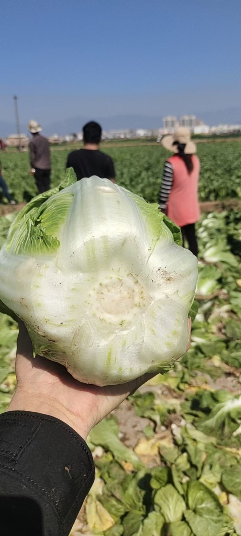 白菜云南精品大白菜大量上市需要联系质量保证