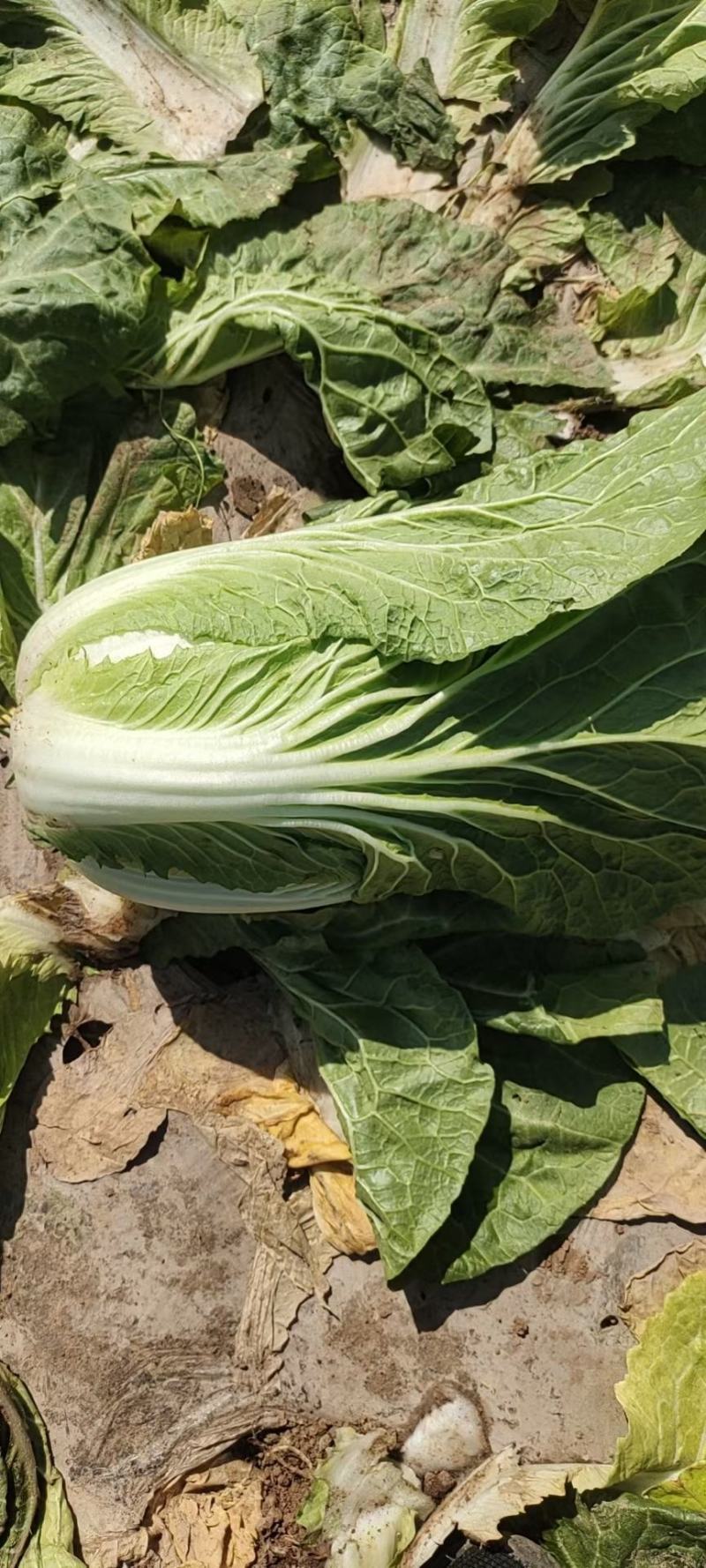 白菜云南精品大白菜大量上市需要联系质量保证