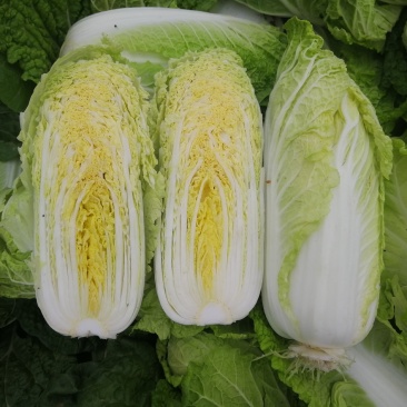 小型娃娃菜种子白菜种子黄心娃娃菜种子小白菜种子娃娃白种子
