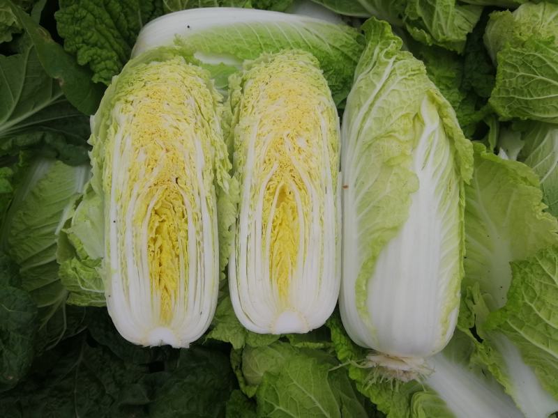 小型娃娃菜种子白菜种子黄心娃娃菜种子小白菜种子娃娃白种子