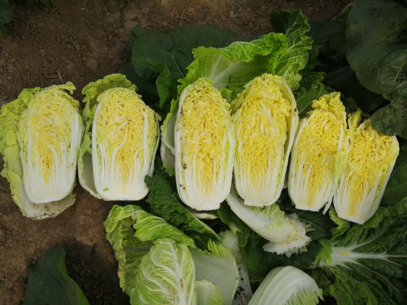 小型娃娃菜种子白菜种子黄心娃娃菜种子小白菜种子娃娃白种子