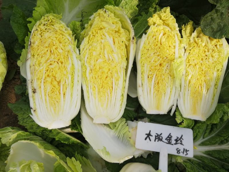 小型娃娃菜种子白菜种子黄心娃娃菜种子小白菜种子娃娃白种子
