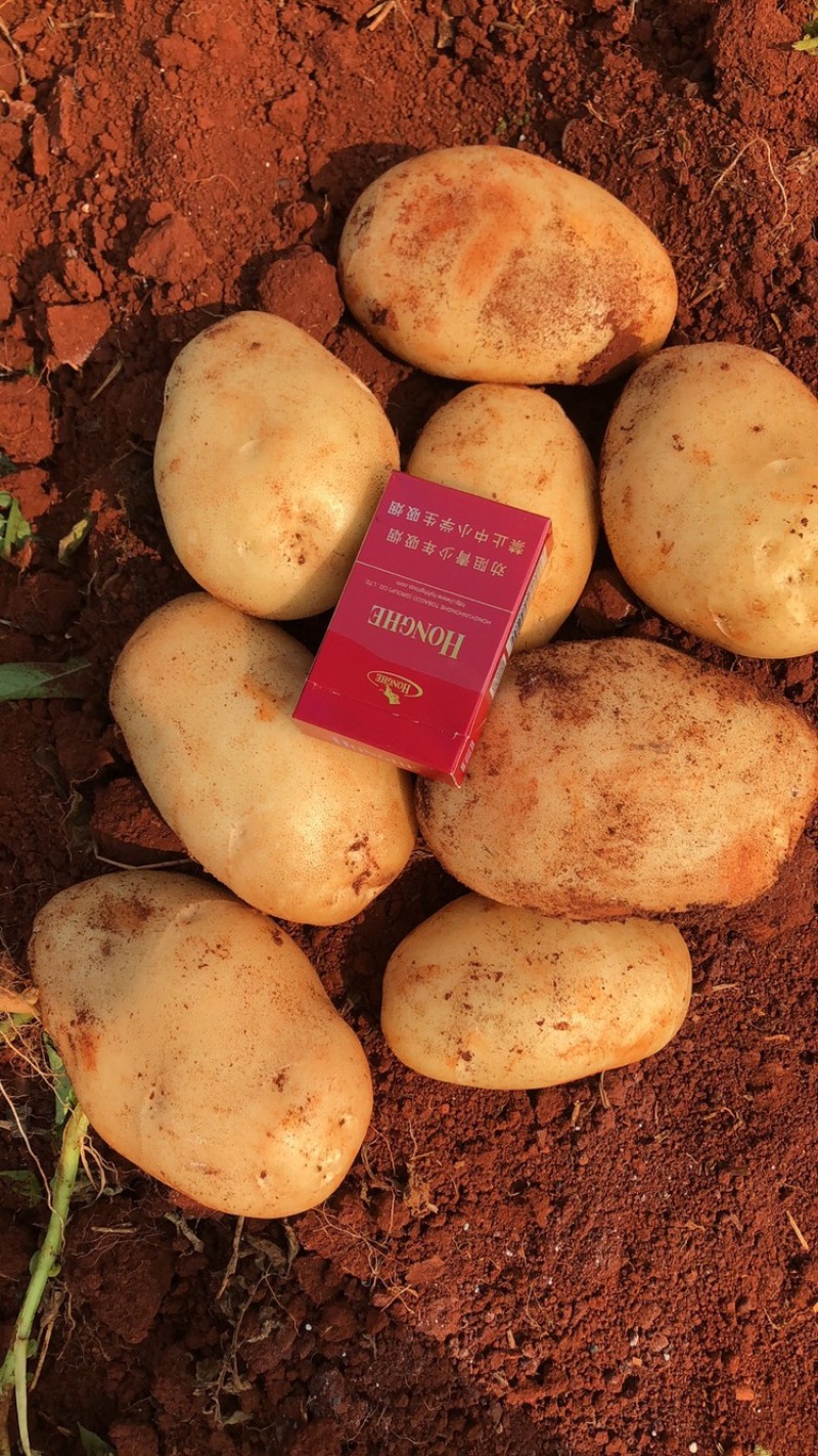 精品土豆🥔丽薯六号3两起步纸箱包装开远中和营