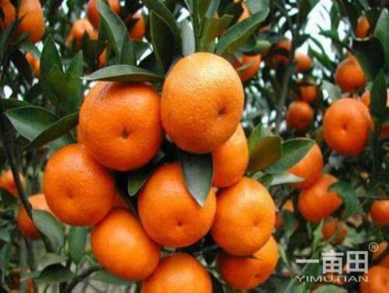 本苗场出售各种苗木。