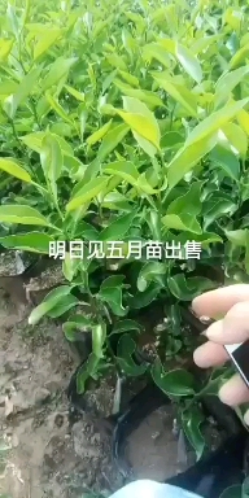 本苗场出售各种苗木。