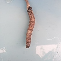 湖南湘西野生冬虫夏草