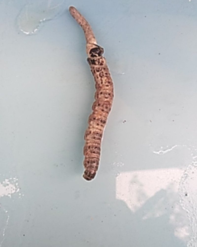 湖南湘西野生冬虫夏草