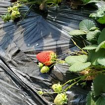 盆栽草莓苗，带土球，裸根，各种品种草莓苗