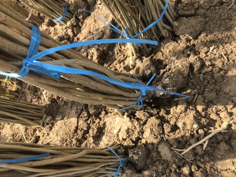 紫穗槐苗大量现货批发