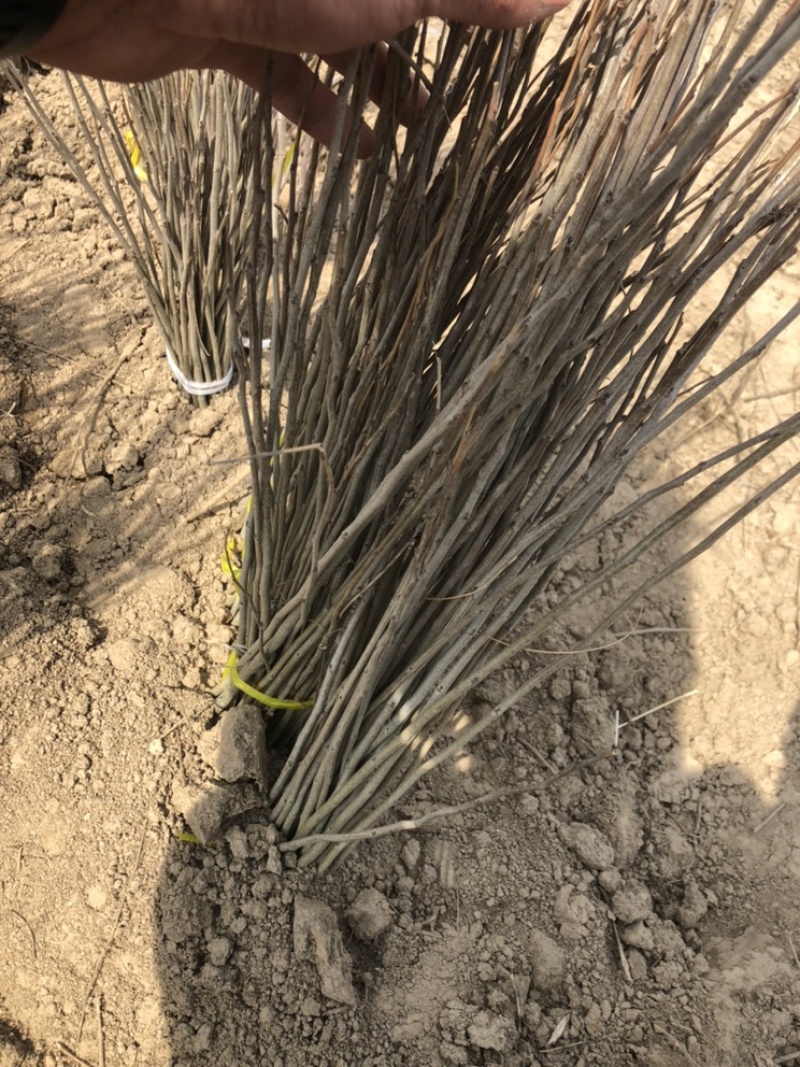 紫穗槐苗大量现货批发