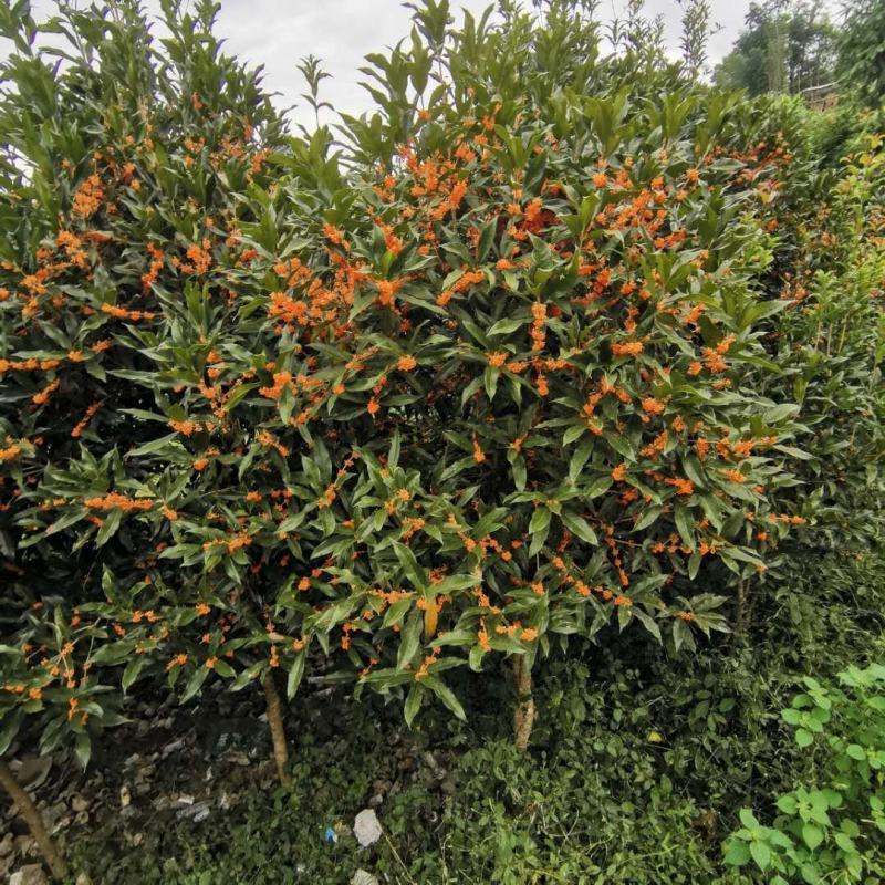 丹桂，湖北恩施，自己基地移栽苗