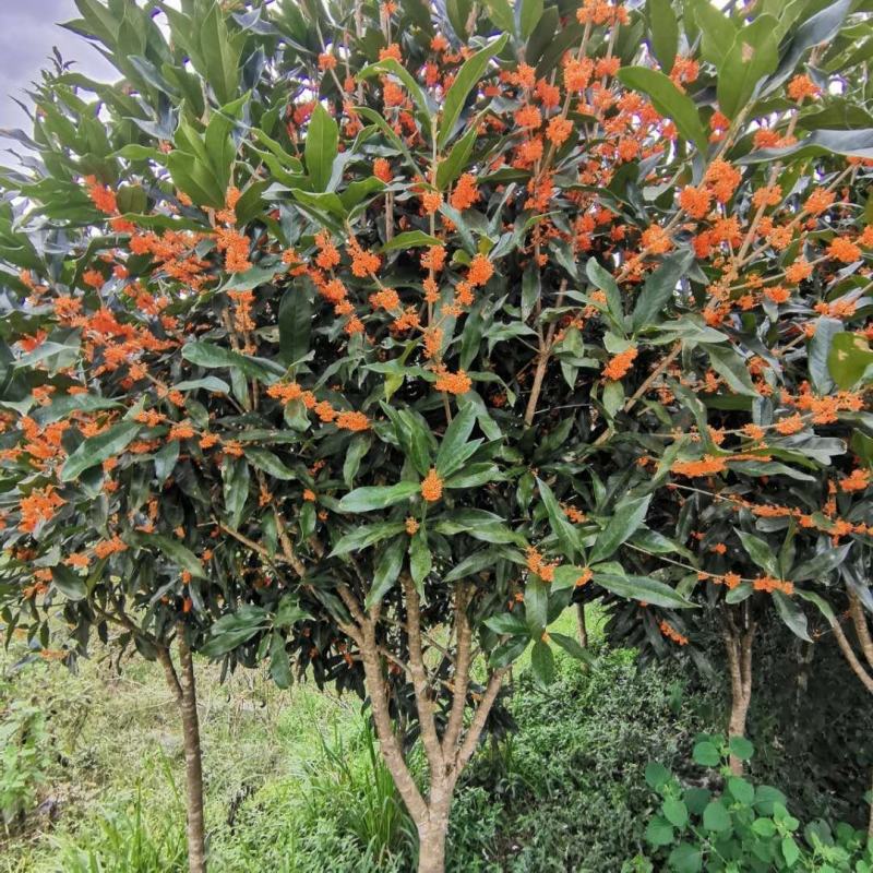 丹桂，湖北恩施，自己基地移栽苗