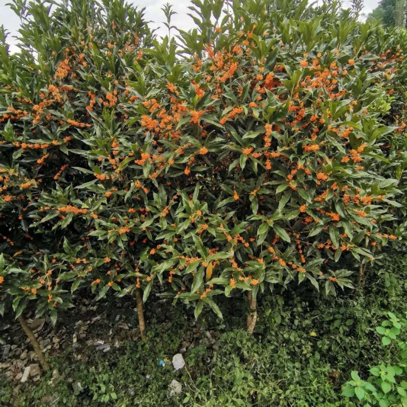 丹桂，湖北恩施，自己基地移栽苗