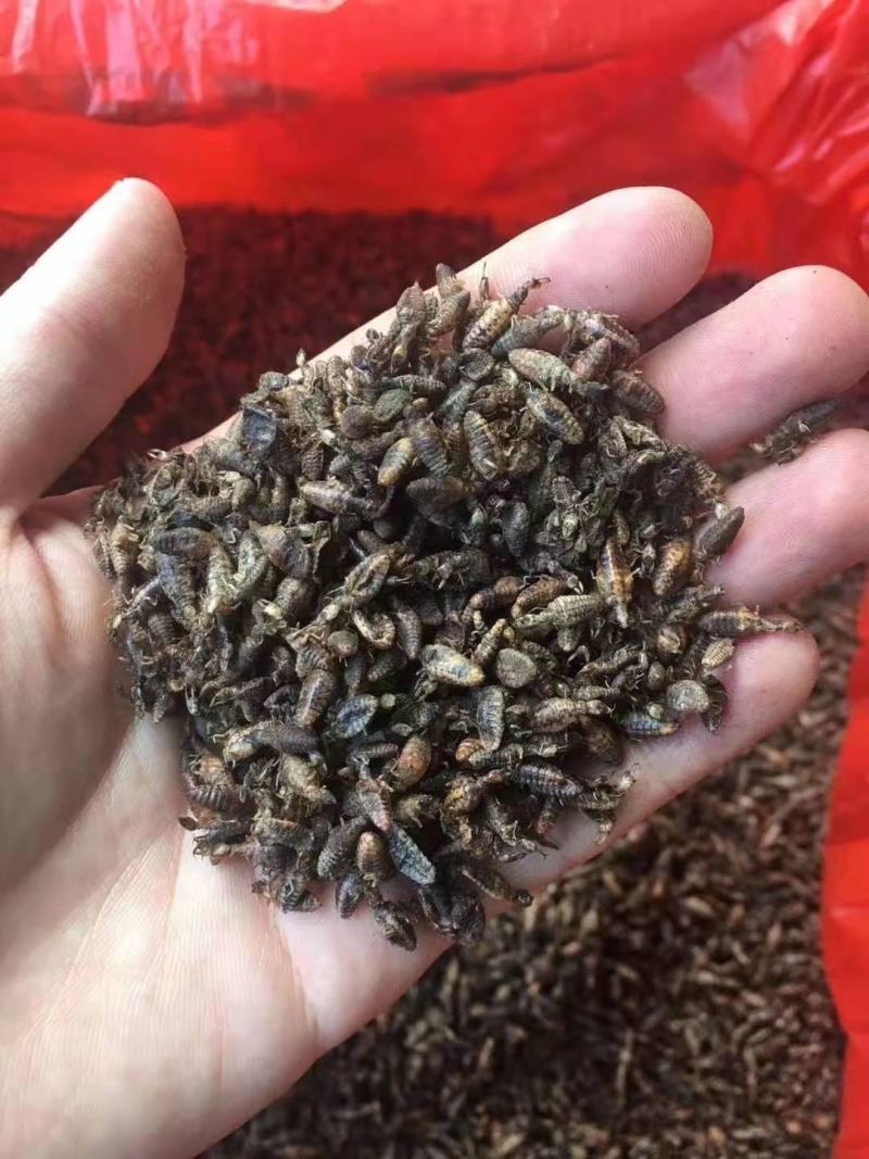 金沙牛蚁狮地牯牛炒干个个金黄膨胀纯清水金沙牛