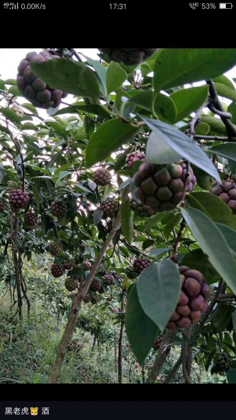 黑老虎种苗（布福娜）产量高品种纯正场直销