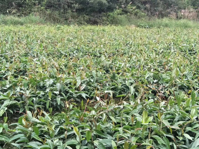 黑老虎种苗（布福娜）产量高品种纯正场直销