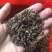 金沙牛蚁狮地牯牛炒干个个金黄膨胀纯清水金沙牛