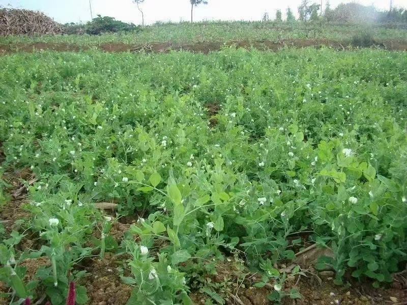 干豌豆青豌豆跑江湖地摊批发产品赶集五谷杂粮