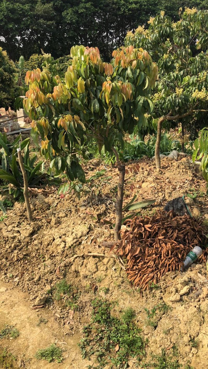 正宗增城基岗村仙进奉嫁接苗