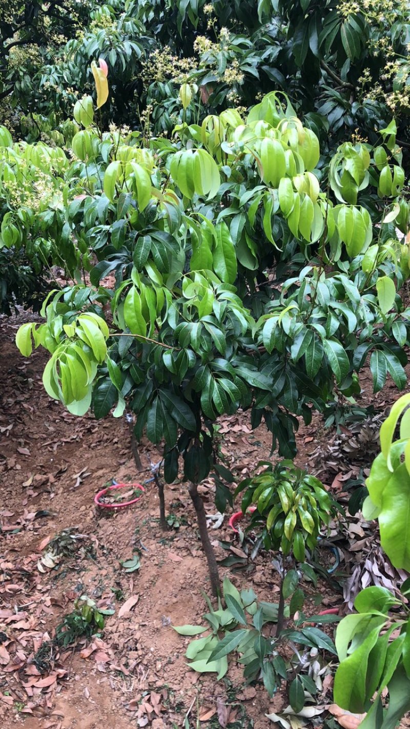 正宗增城基岗村仙进奉嫁接苗