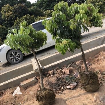 正宗增城基岗村仙进奉嫁接苗