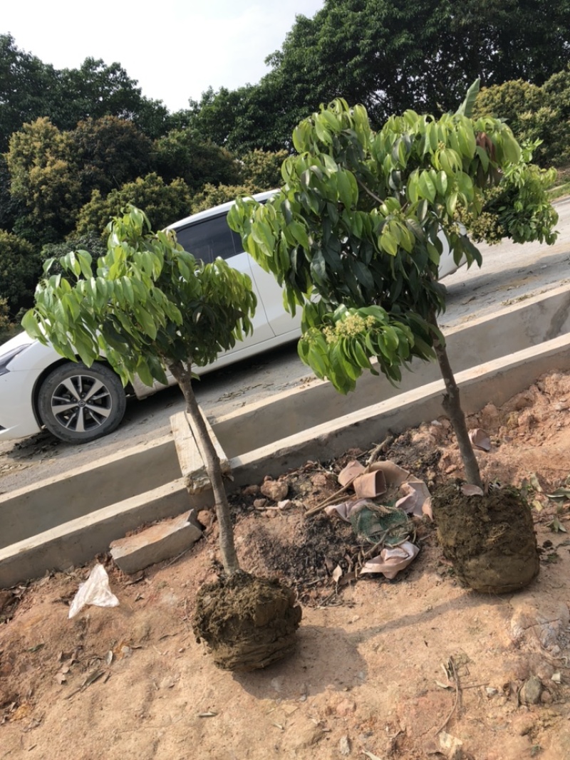 正宗增城基岗村仙进奉嫁接苗