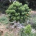 正宗增城基岗村仙进奉嫁接苗