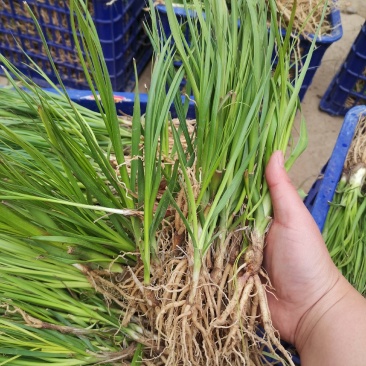 知母苗新货产新提供种植技术一件代发