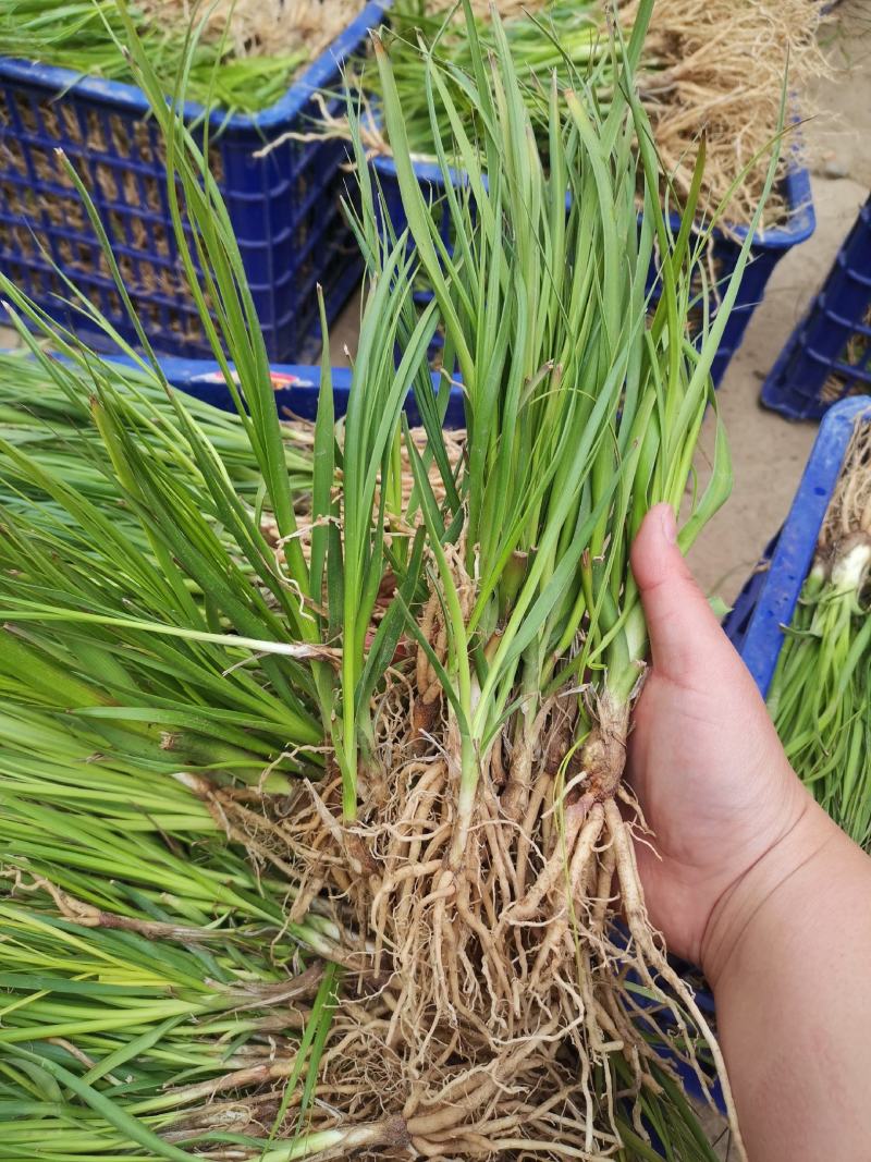 知母苗新货产新提供种植技术一件代发