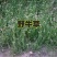 野牛草适应性强喜阳光耐半荫耐瘠薄土土壤作为工矿