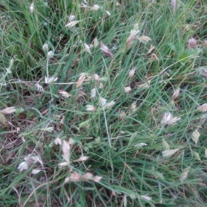野牛草适应性强喜阳光耐半荫耐瘠薄土土壤作为工矿
