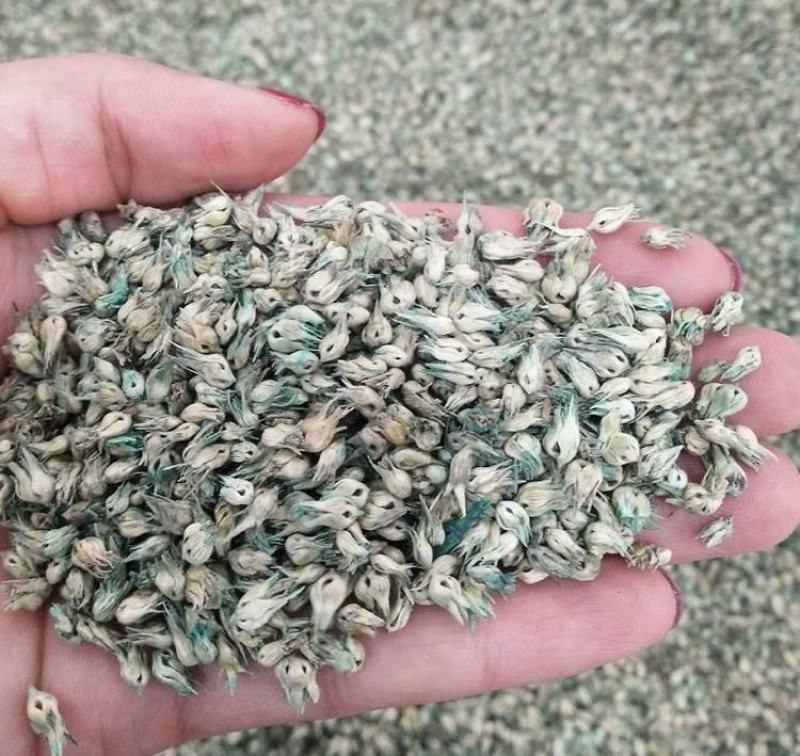 野牛草适应性强喜阳光耐半荫耐瘠薄土土壤作为工矿