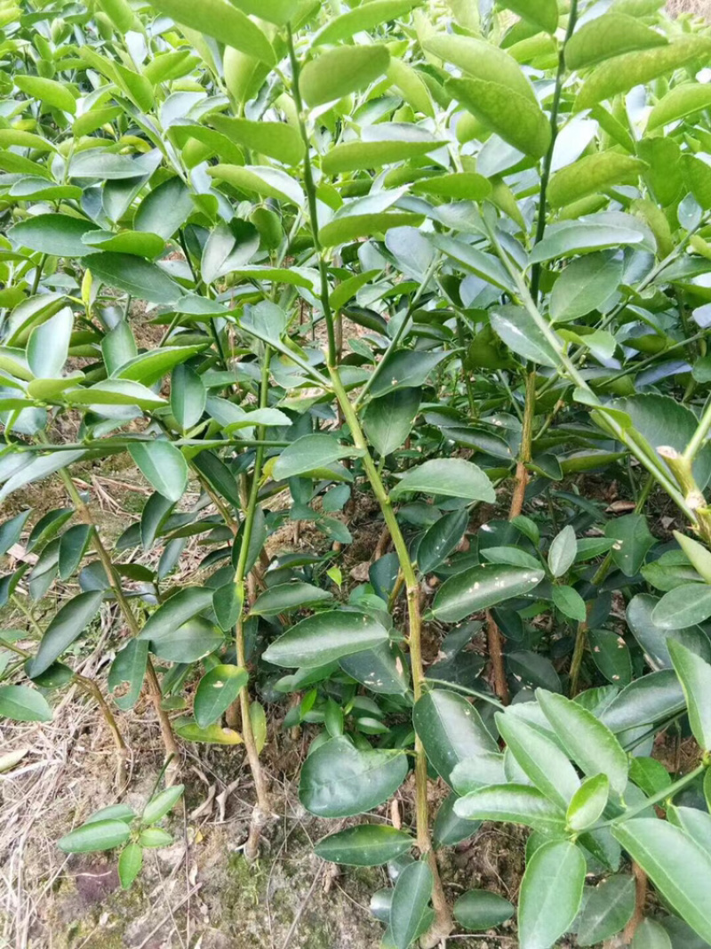 广东香水无籽柠檬台湾香水柠檬无籽青柠正宗嫁接苗