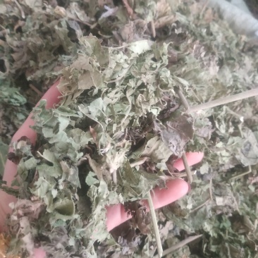 芙蓉叶～新货切段～1公斤起售～量大优惠～