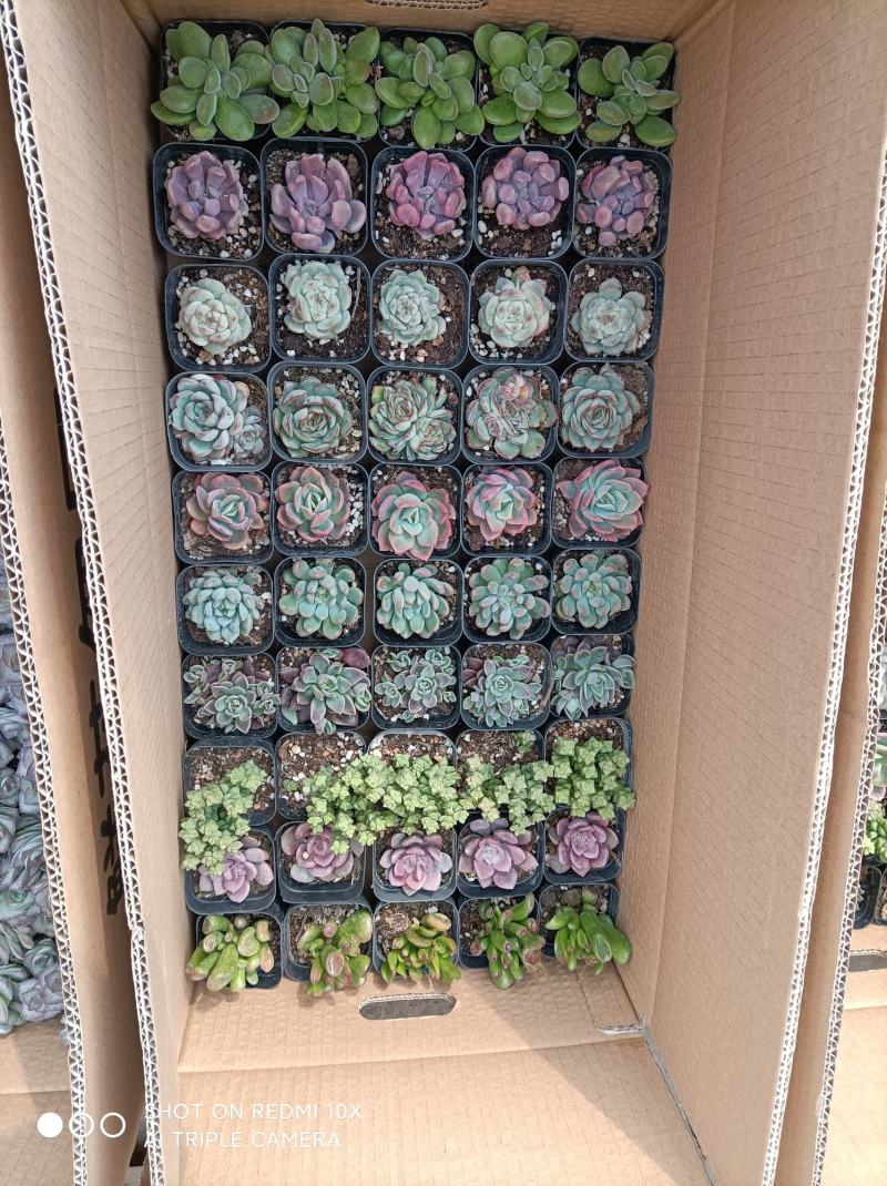 多肉植物组箱基地直发货品种多样欢迎来电咨询