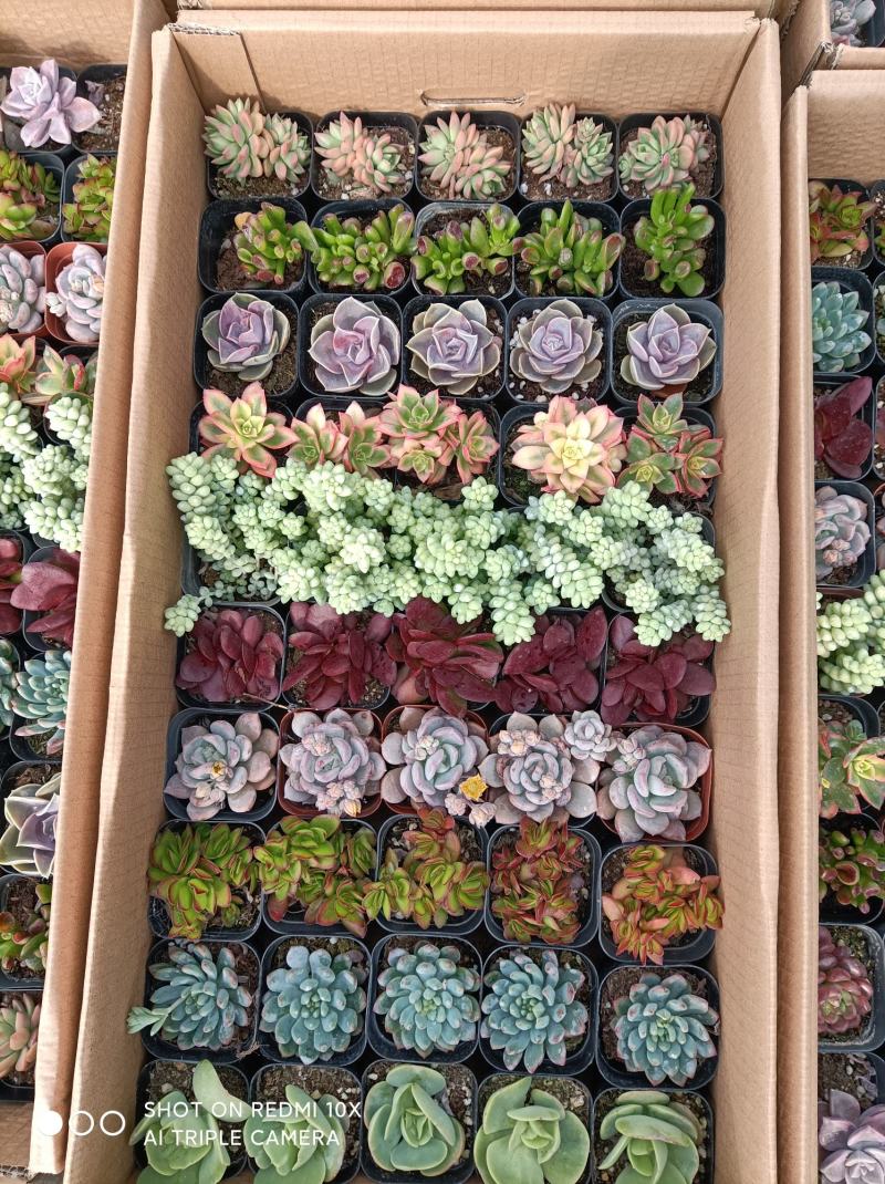 多肉植物组箱基地直发货品种多样欢迎来电咨询