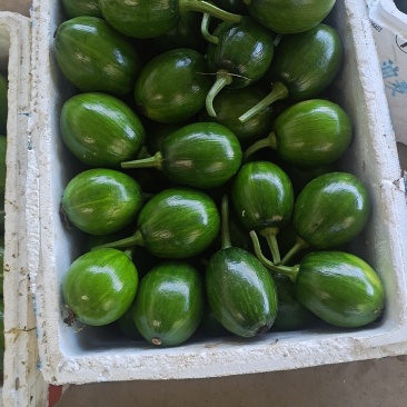南瓜，农家嫩南瓜，口感好，质量优，场地直供，