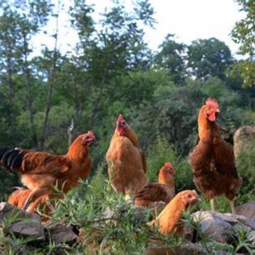 出售林地放养土鸡，每月能出栏600到1000只左右。
