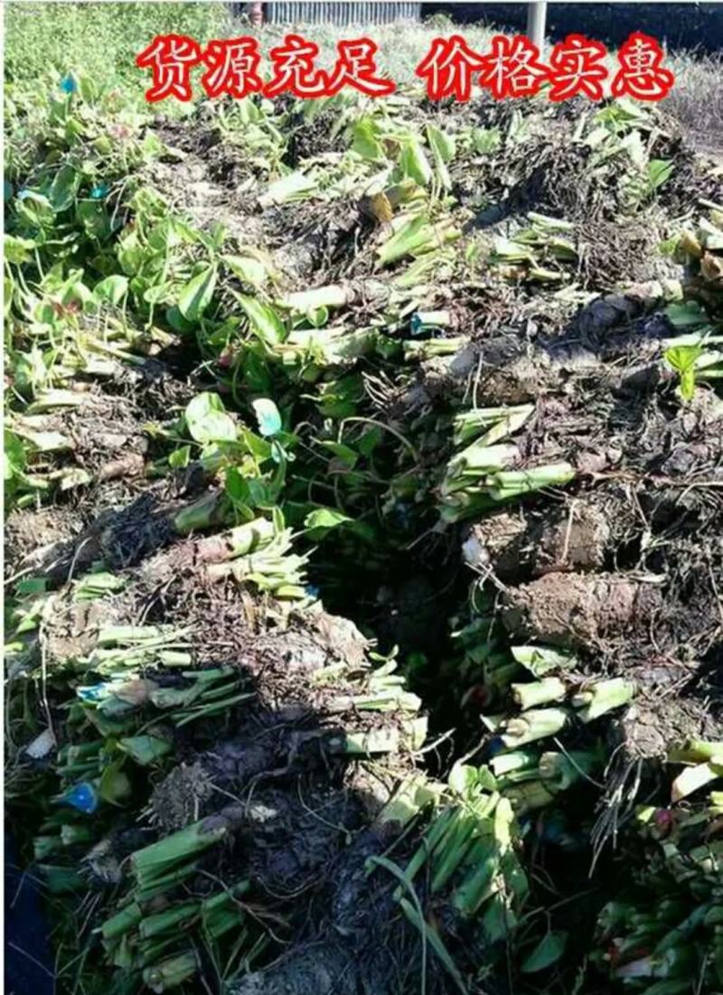 野生海芋种苗滴水观音种头种苗20棵起拍