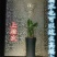野生海芋种苗滴水观音种头种苗20棵起拍