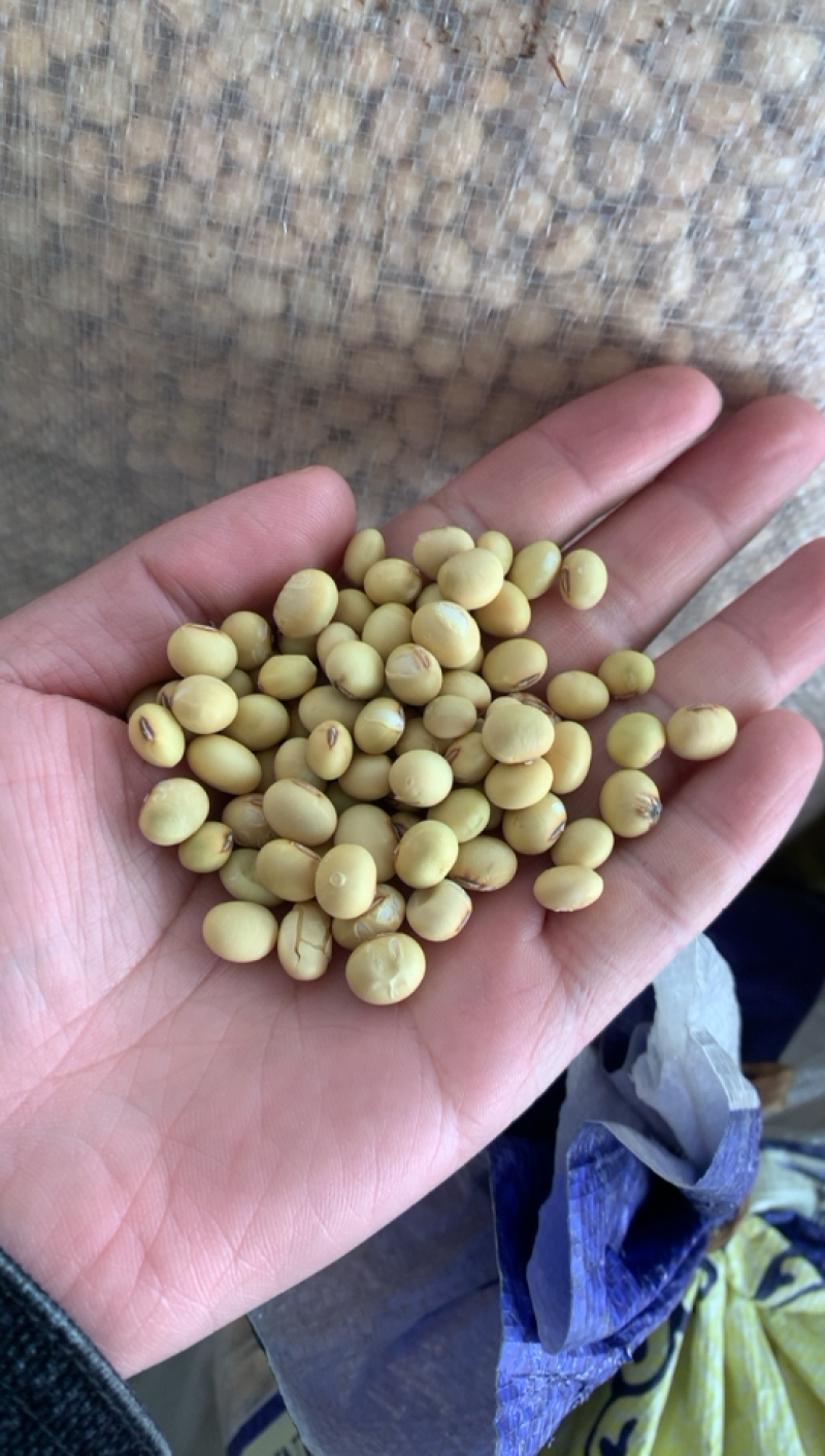黄豆。大颗粒黄豆高蛋白