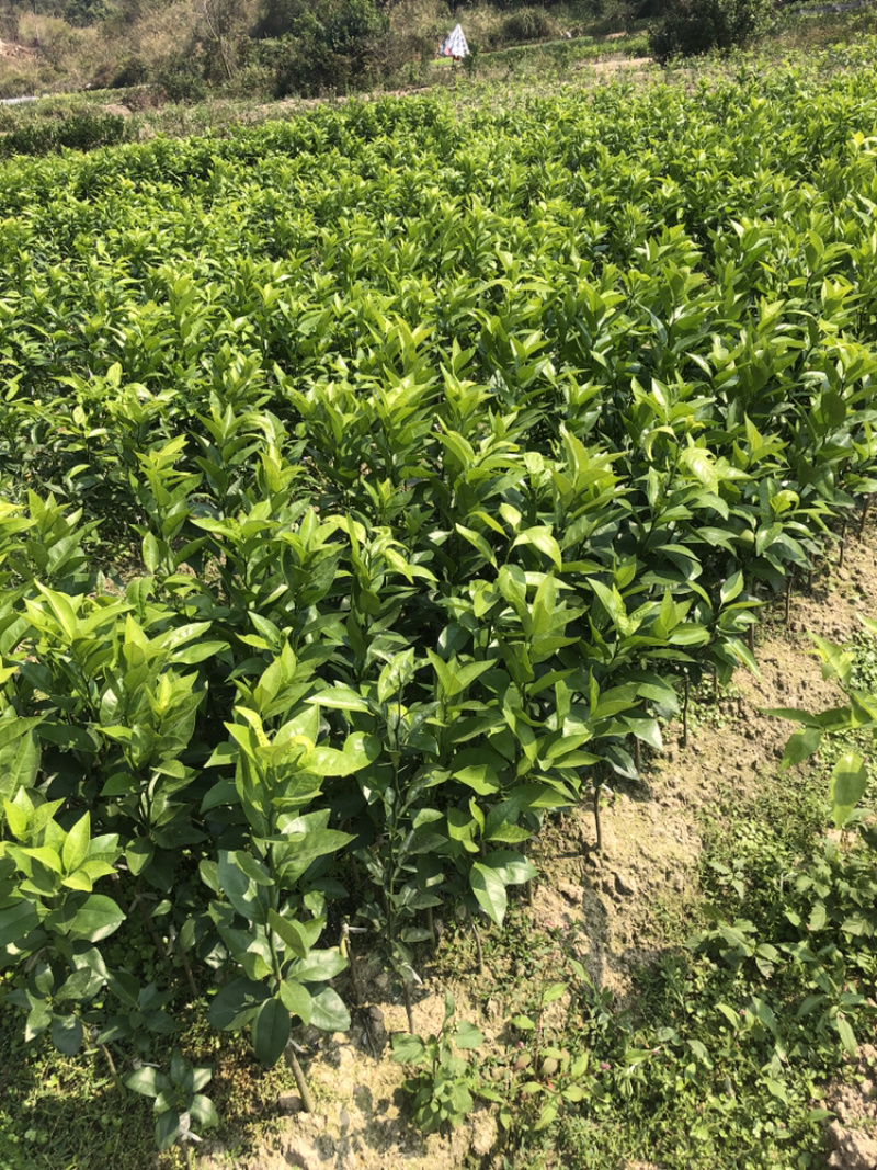 大叶积橙头良品优质沃柑苗（香橙砧091无籽沃柑）