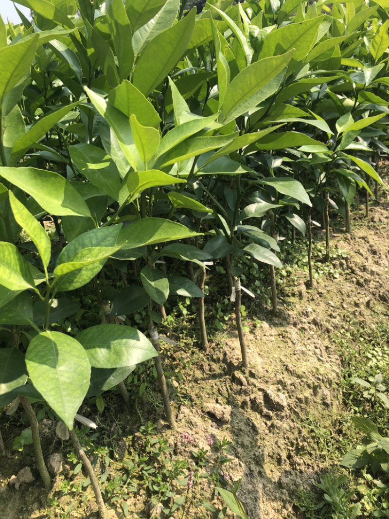 大叶积橙头良品优质沃柑苗（香橙砧091无籽沃柑）