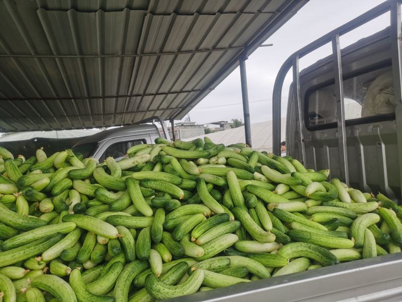 白燕黄瓜无苦味，18公分以下干花带刺