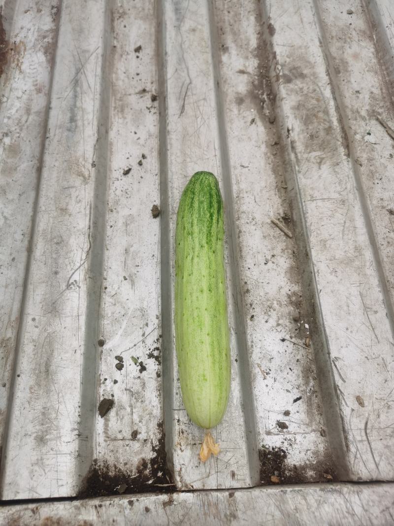 白燕黄瓜无苦味，18公分以下干花带刺